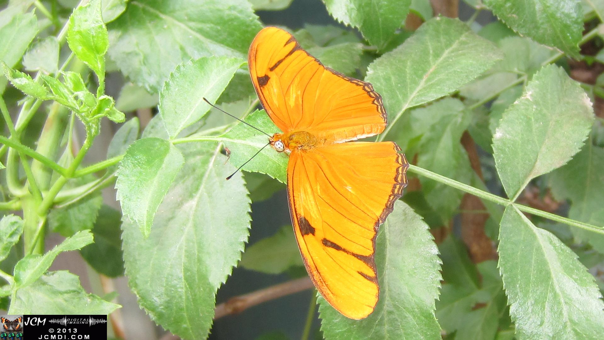 LANHM Bug Fair 2013 pavillion of wings